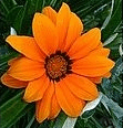 Flower - convert such images to AutoCAD entities